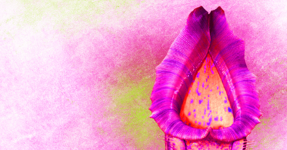 LA CARNIVORE POURPRE