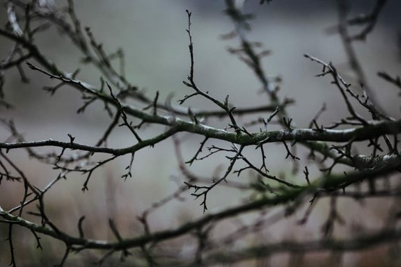 Poèmes de sorcières