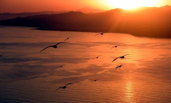 Pour les curieux – Jonathan : la figure du goéland