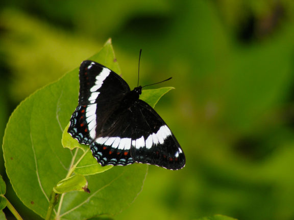 Limenitis_arthemis,_Québec_(Matthieu_Gauvain)