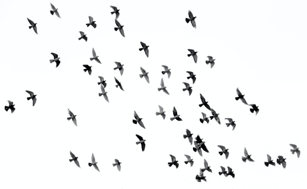 Toutes des oiseaux