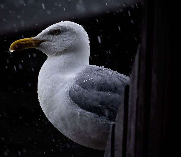 Une réécriture librement inspirée de Jonathan Livingston