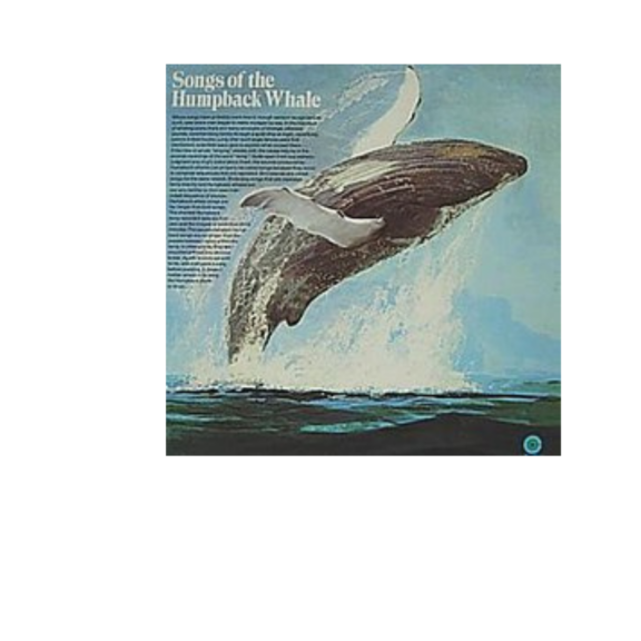 Album Roger-Payne_Whale - Reco Éric Noël - 1080x1080