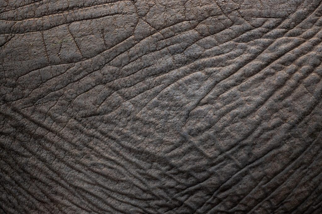 elephant-6780085_1280