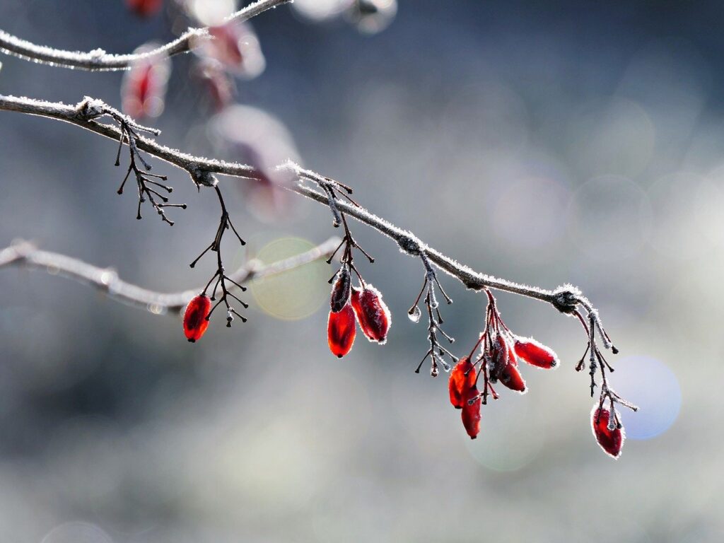 Cahier d&rsquo;hiver 2026 – Numéro 115